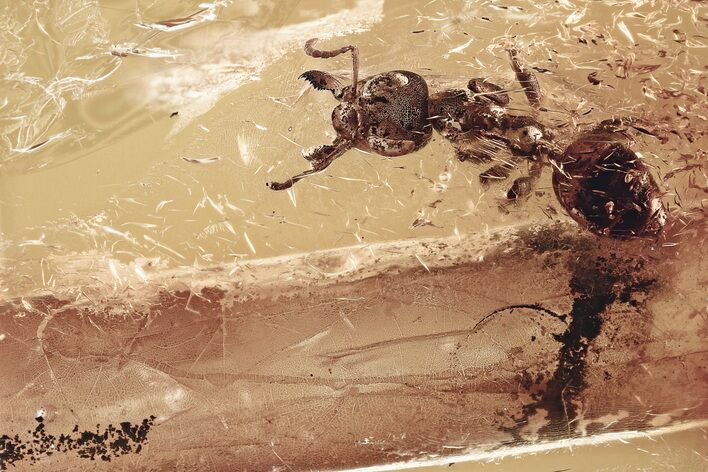 Detailed Fossil Ant (Gesomyrmex) and Stalactite In Baltic Amber #328118